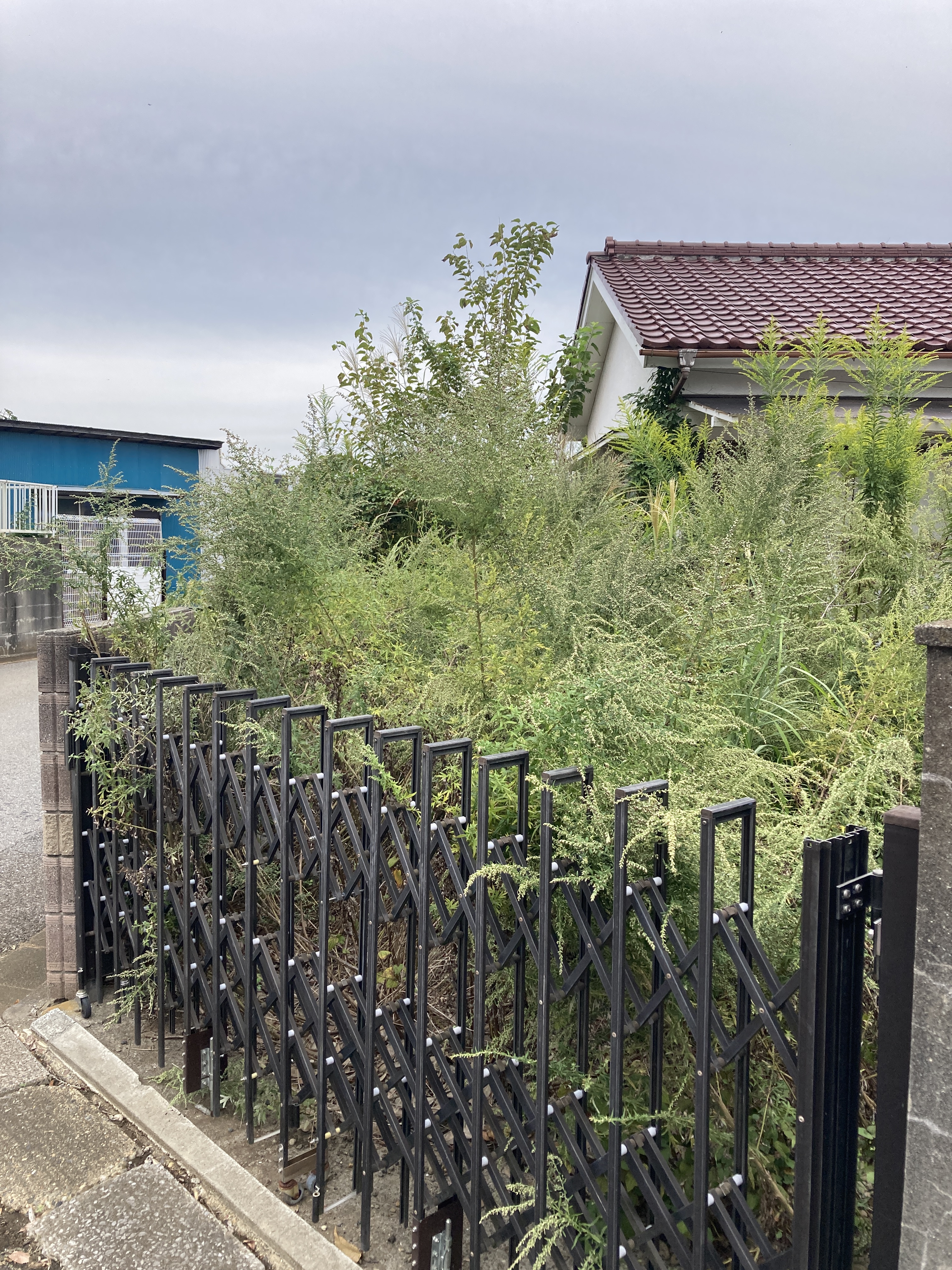 敷地内除草処分：before